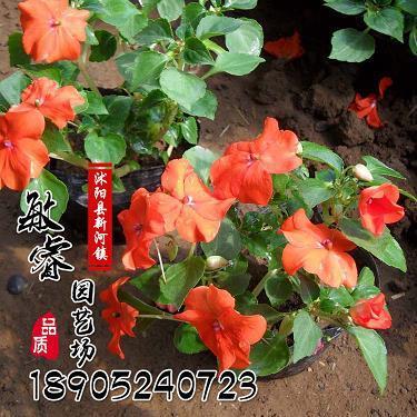 丰墙硗下