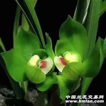 势不两全