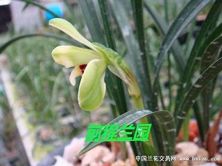 忍耻偷生