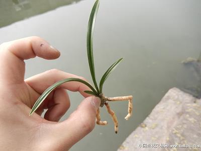 杅穿皮蠹