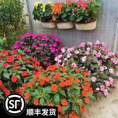 沥血披心