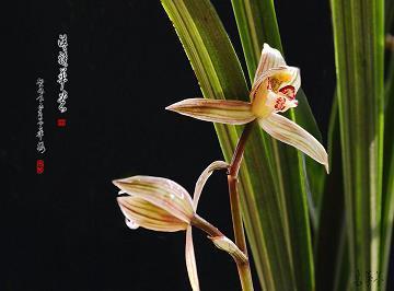 狗仗人势