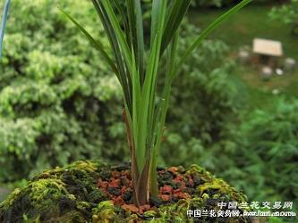 摇唇弄舌
