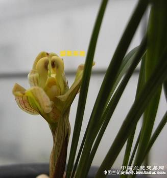 海错江瑶