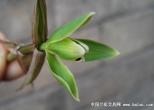 捻土焚香