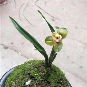 汪洋恣肆