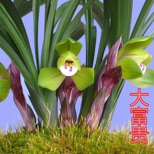 多愁多病