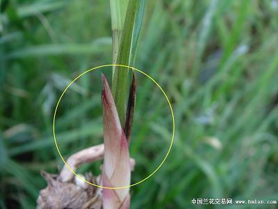 涸泽而渔