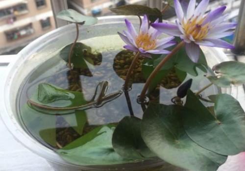 阿时趋俗