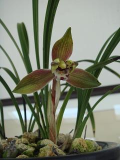 黄雀伺蝉