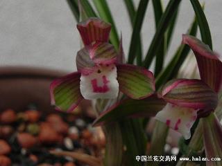 白手成家