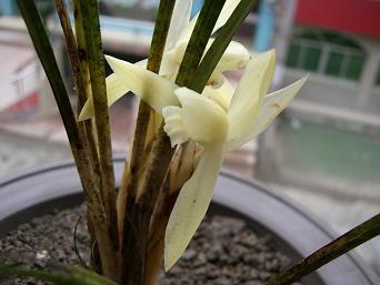 一栖两雄