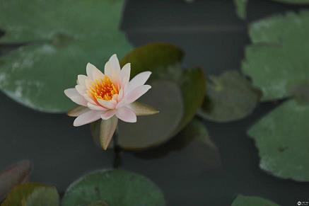 玩法徇私