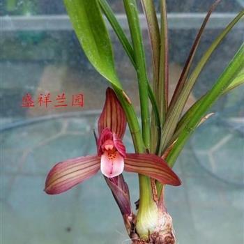 人无千日好，花无百日红