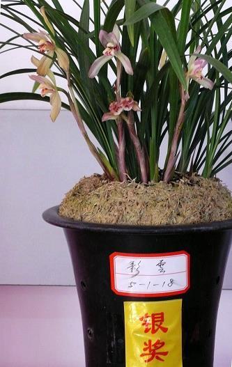 云起雪飞