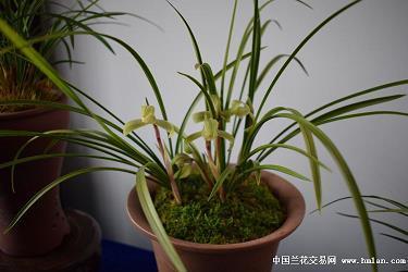 蓦然回首
