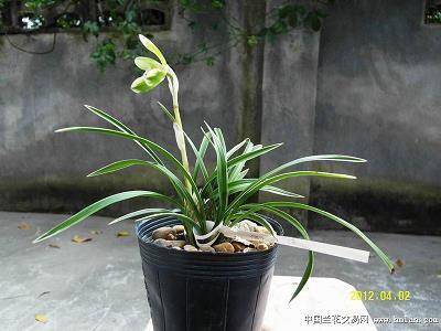 莺吟燕舞