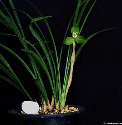 蟠结根据