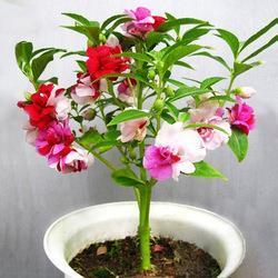 云窗月户