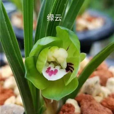 云从龙，风从虎