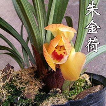 生手生脚