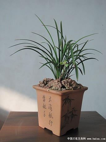 风雨如磐