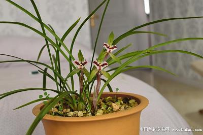 明枪暗箭