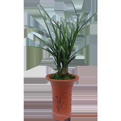 琪花玉树
