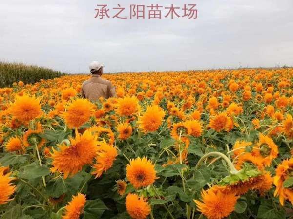 孔席不暖