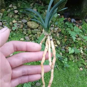 末大必折