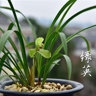 无所畏惧