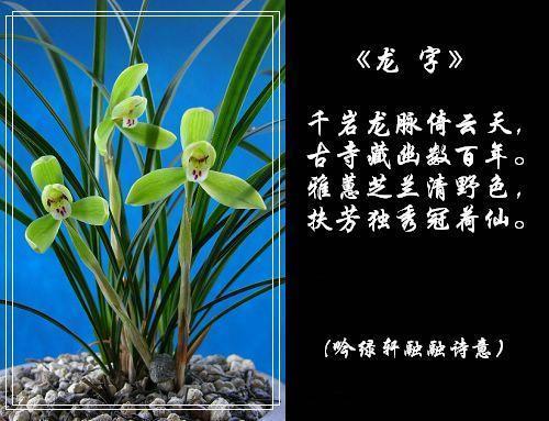 撼山拔树