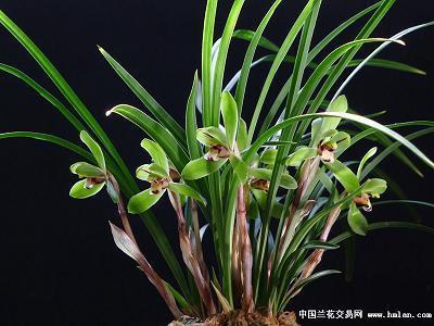 糟糠之妻