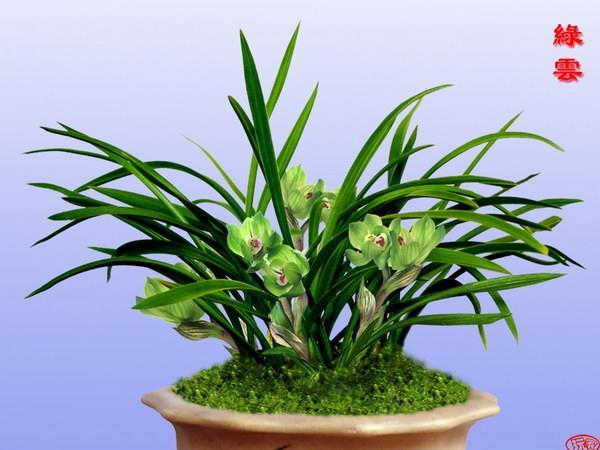 牡丹花好，终须绿叶扶持