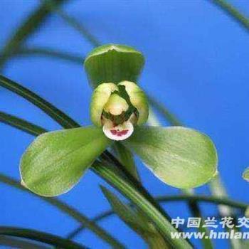 鲜眉亮眼
