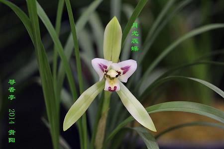 枯木生花