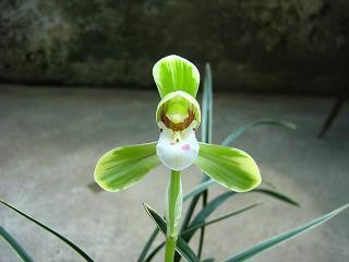 薪尽火灭