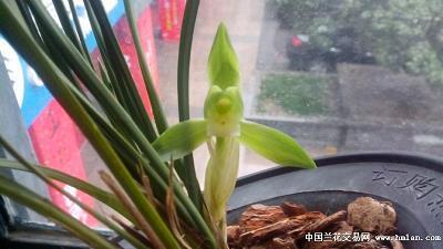 欲取姑与