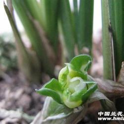 蝼蚁得志