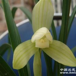 拙贝罗香