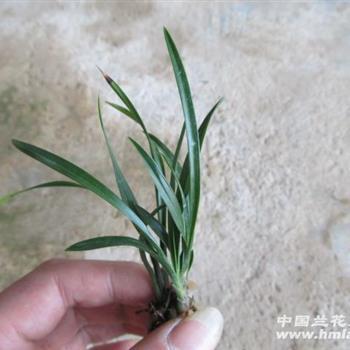 虚美熏心