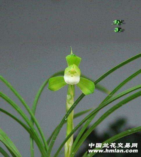 矜名嫉能