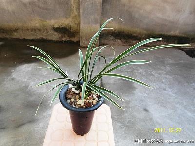 斑衣戏彩