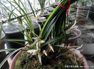 轻裘大带
