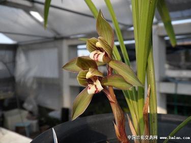 抉目吴门
