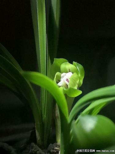 早朝晏罢