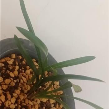指佞触邪