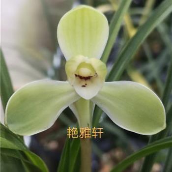 纥字不识