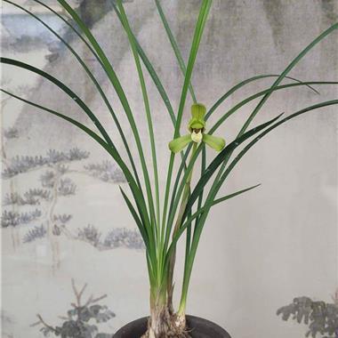 吹吹打打