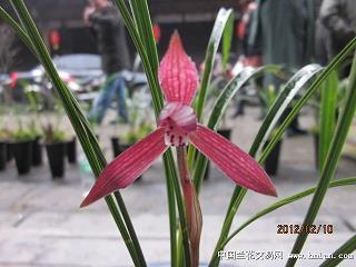 入境问禁